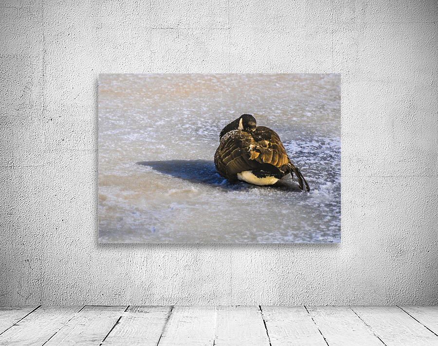 DSC 2285 Wall Preview