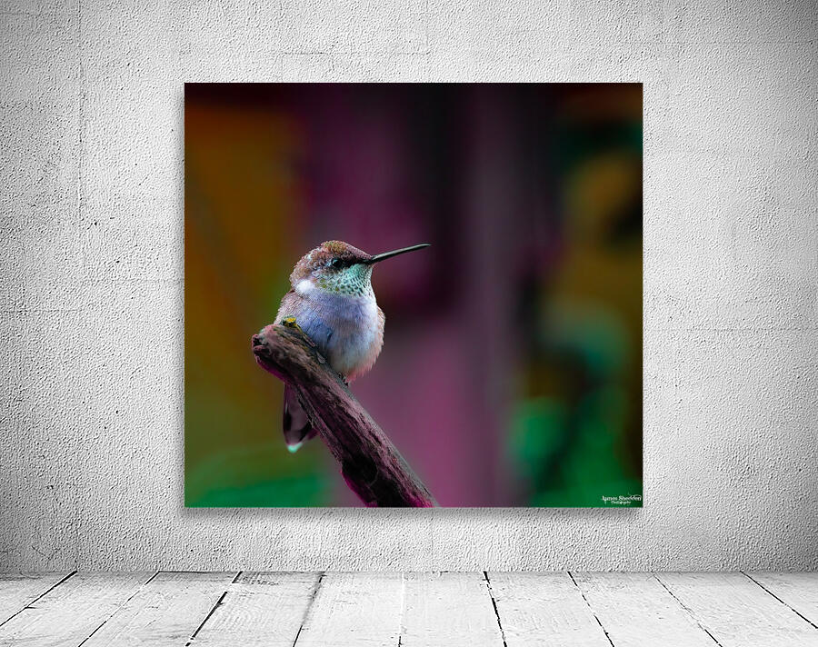 JBS 4382 2 Wall Preview