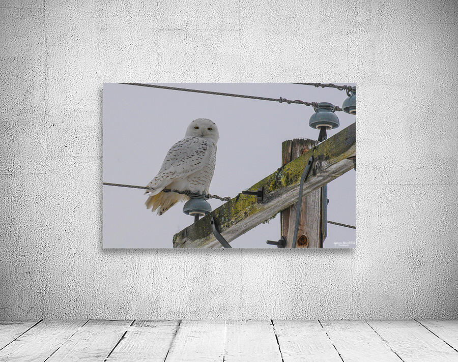 DSC 1879 Wall Preview