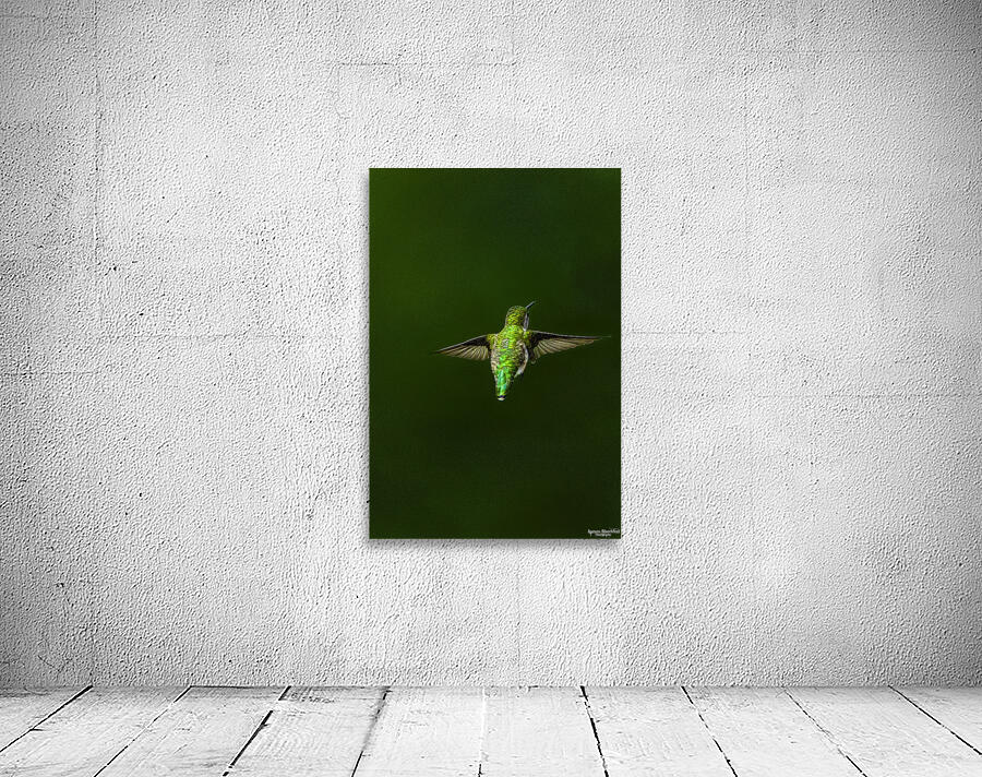 JBS 1467 Wall Preview