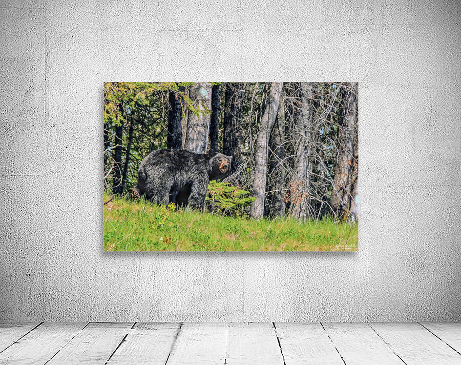 JBS 2617-1 Wall Preview