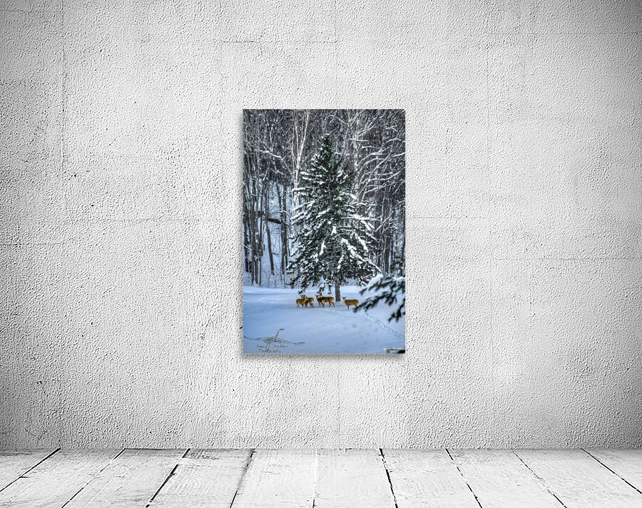 DSC 5638 Wall Preview