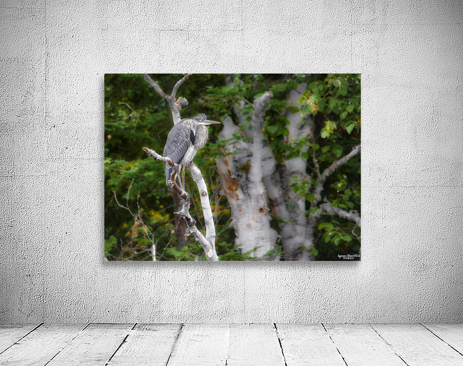 JBS 3060 Wall Preview