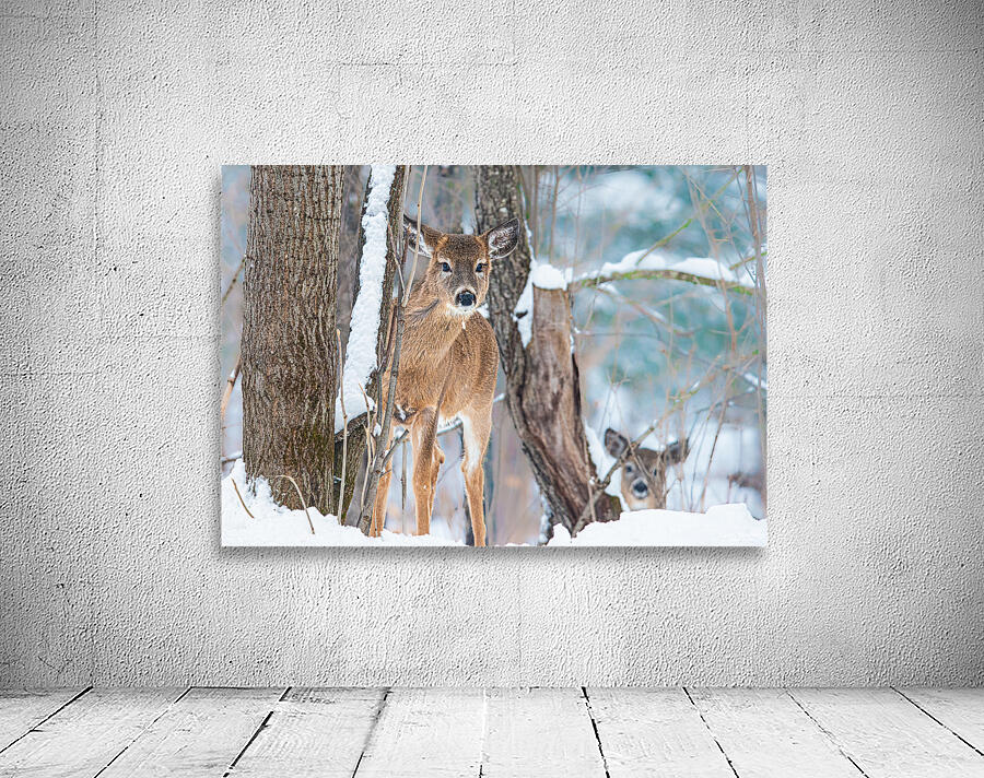 JBS 8854 Wall Preview