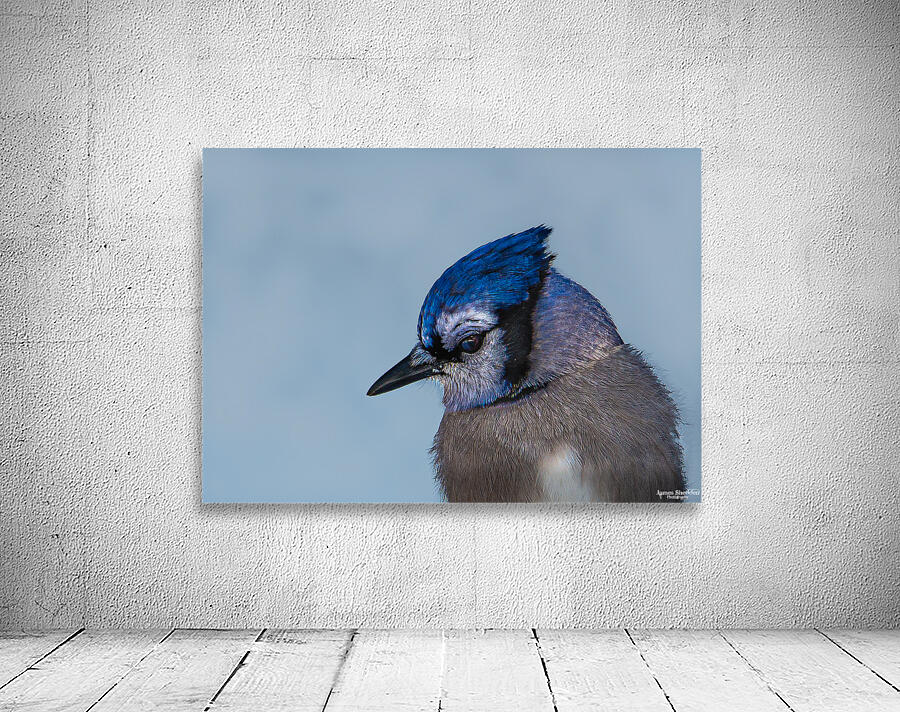 JBS 9514 Wall Preview