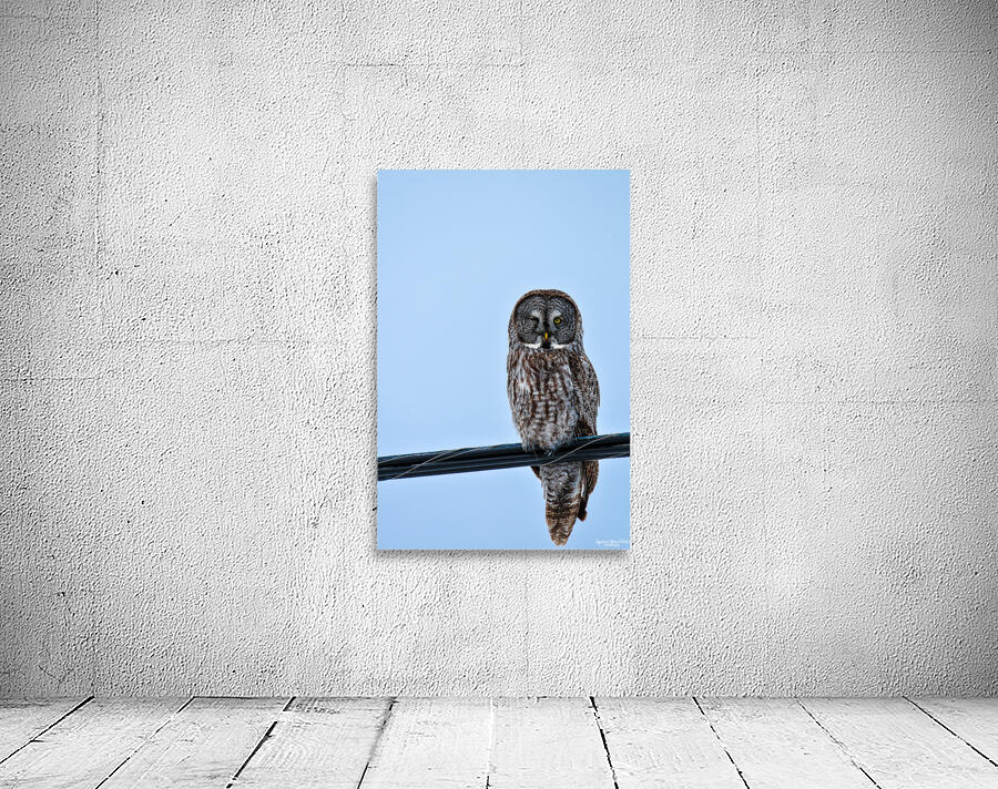 JBS 7303 Wall Preview