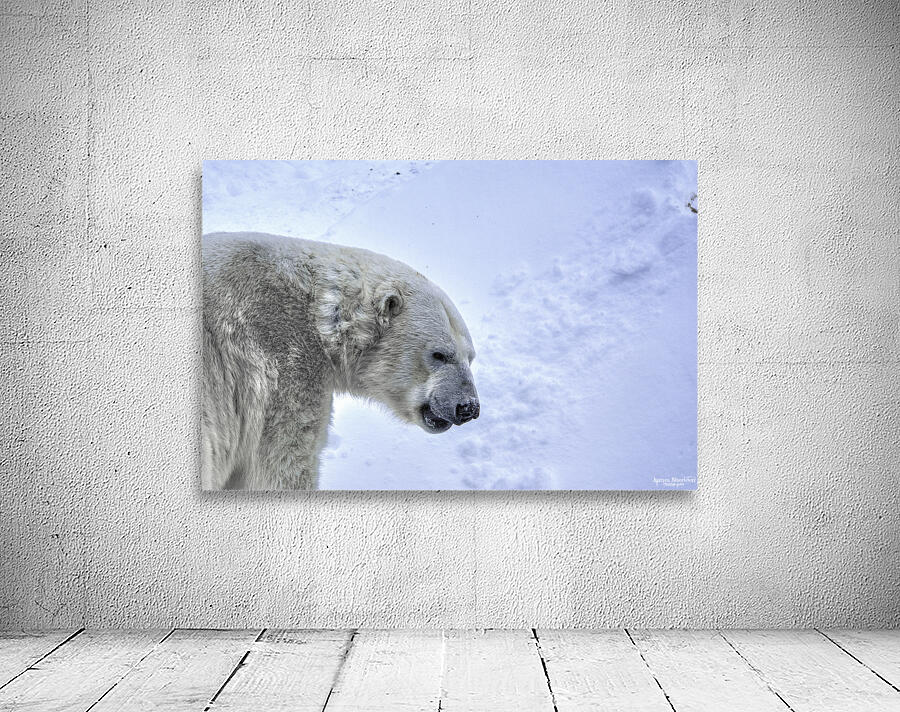 JBS 9247 Wall Preview