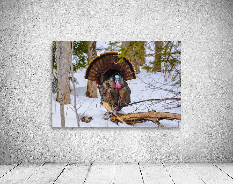 JBS 5958 Wall Preview