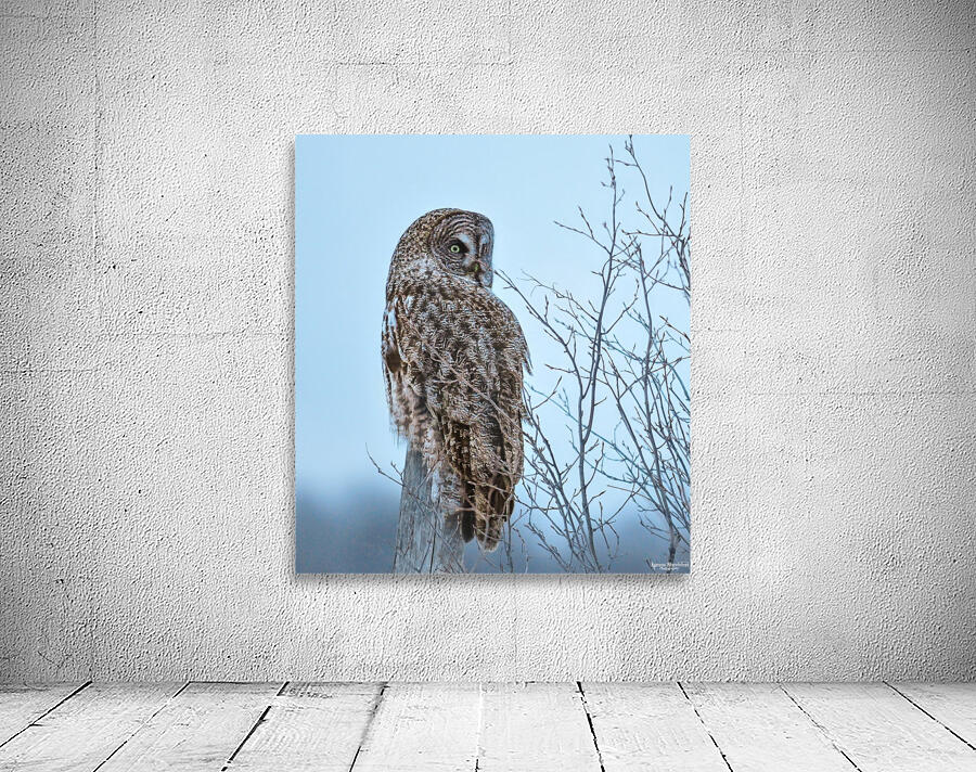 JBS 5394 Wall Preview