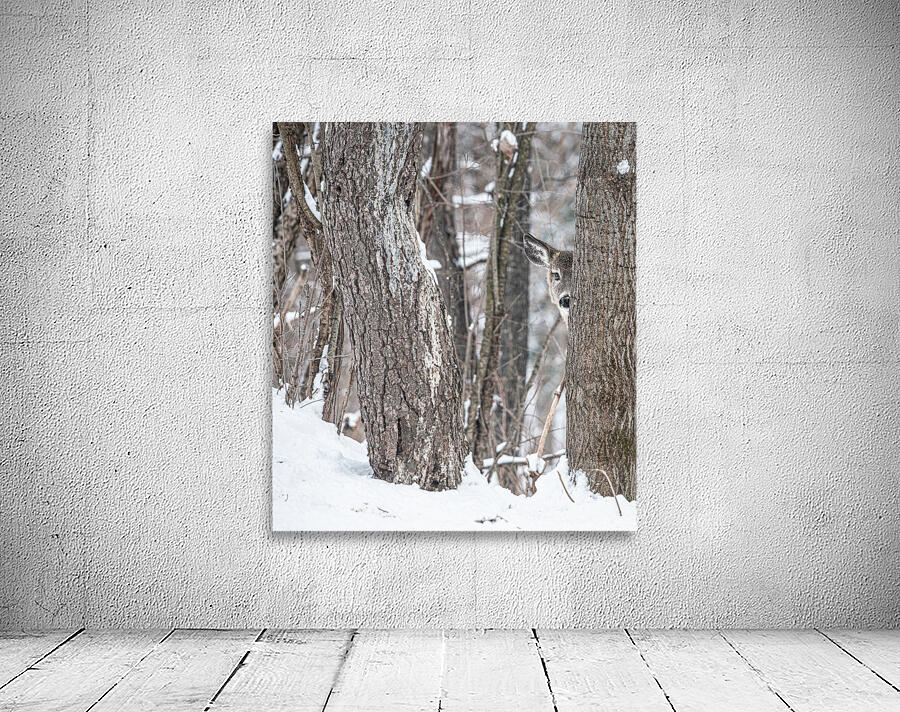 JBS 8855 Wall Preview