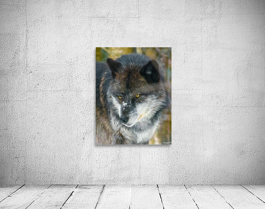 JBS 9093 Wall Preview