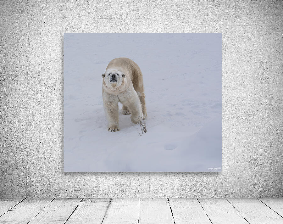 JBS 8219 Wall Preview