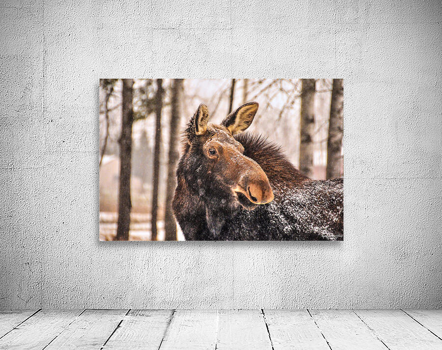 JBS 4894 Wall Preview