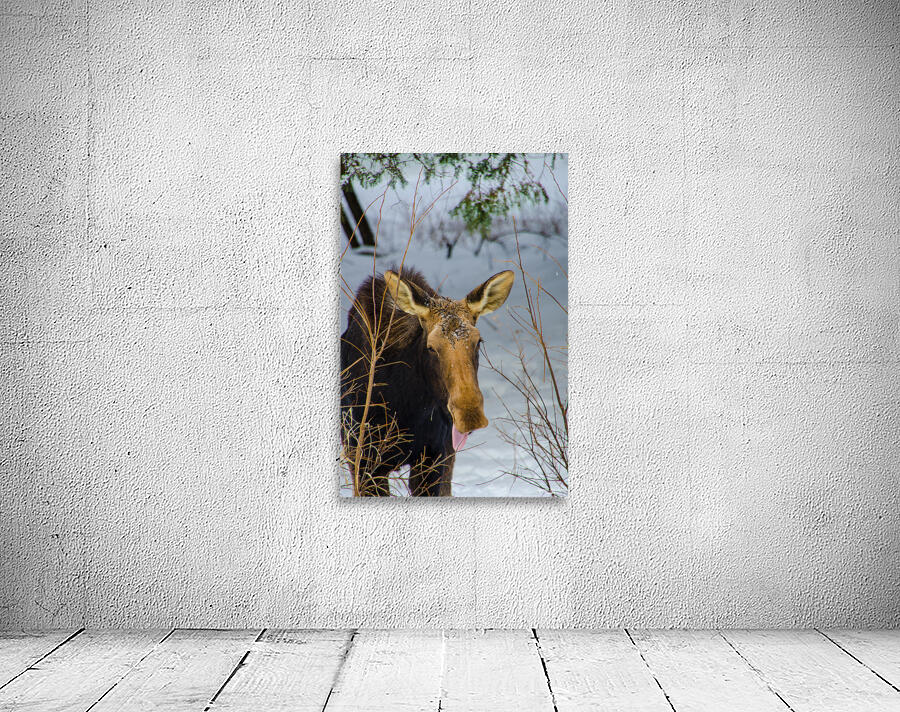 JBS 4767 Wall Preview