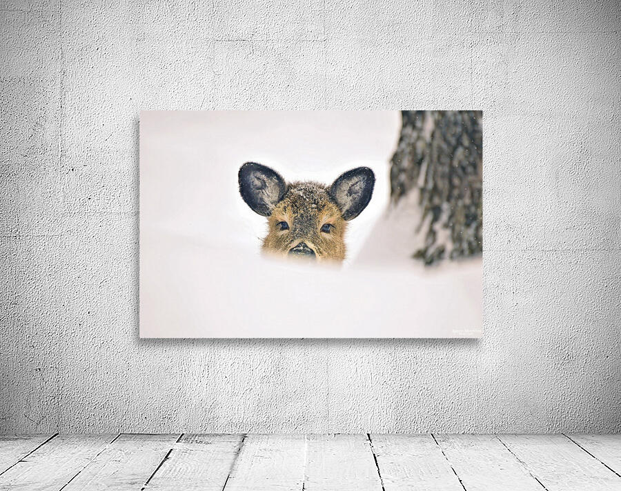 JBS 5691  Wall Preview