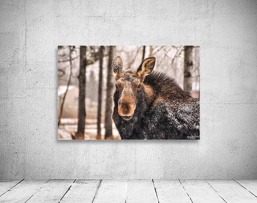 JBS 4896  Wall Preview