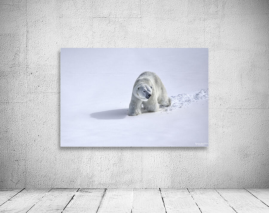 JBS 9366 Wall Preview