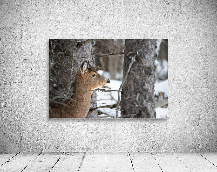 JBS 8968 Wall Preview