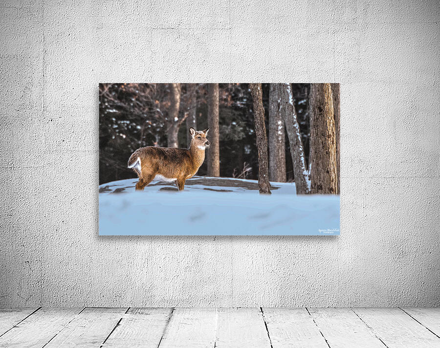 JBS 5494  Wall Preview