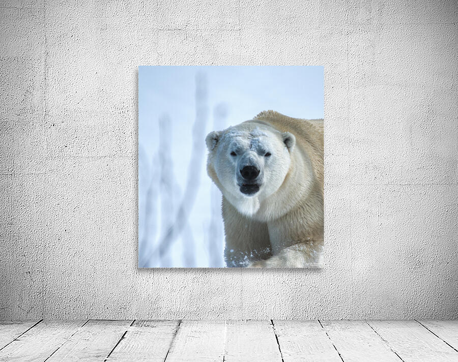 JBS 9392 Wall Preview