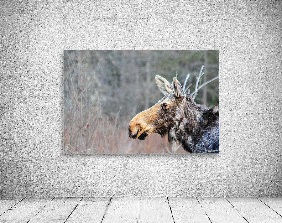 JBS 6219 Wall Preview