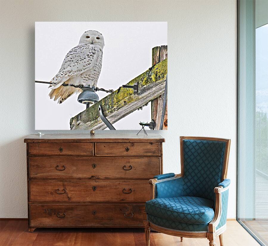 DSC 1876  Reproduction