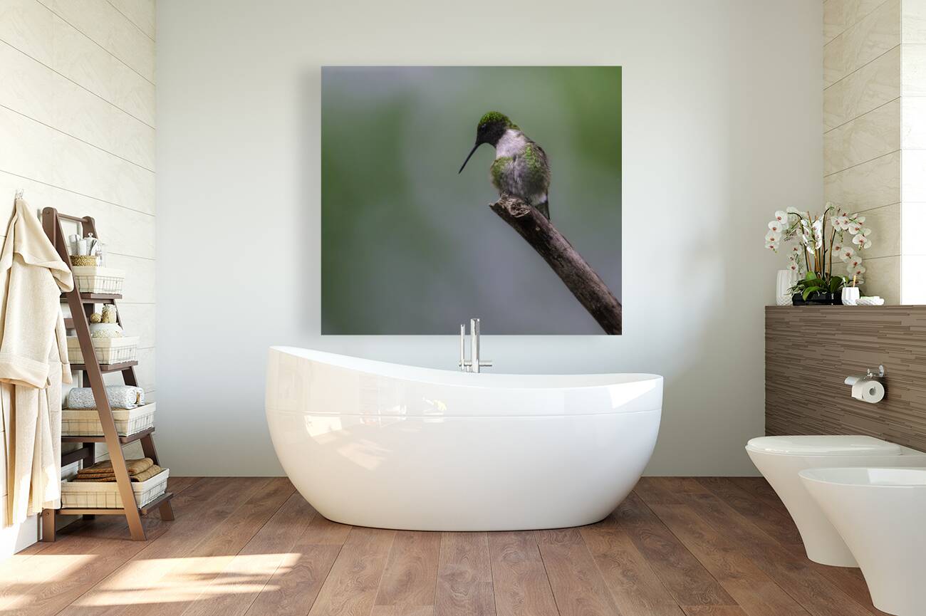 JBS 1233 Reproduction