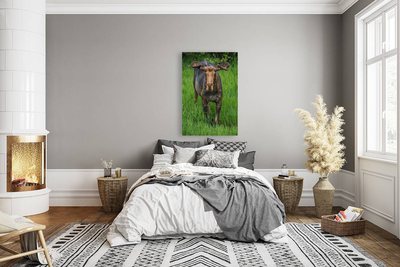 JBS 2499 Reproduction