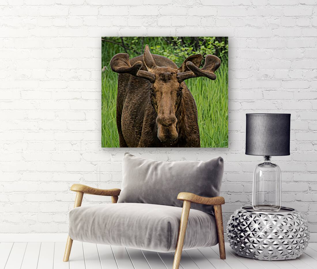 JBS 2500 Reproduction