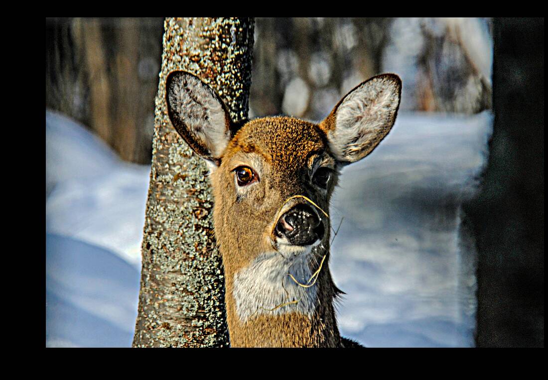  JBS4926 Reproduction