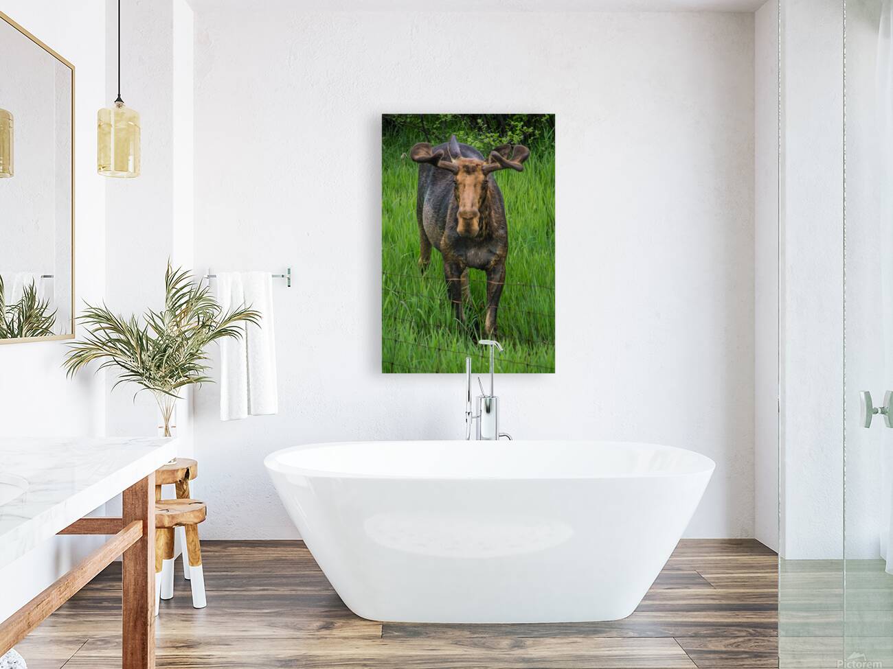 JBS 2499 Reproduction