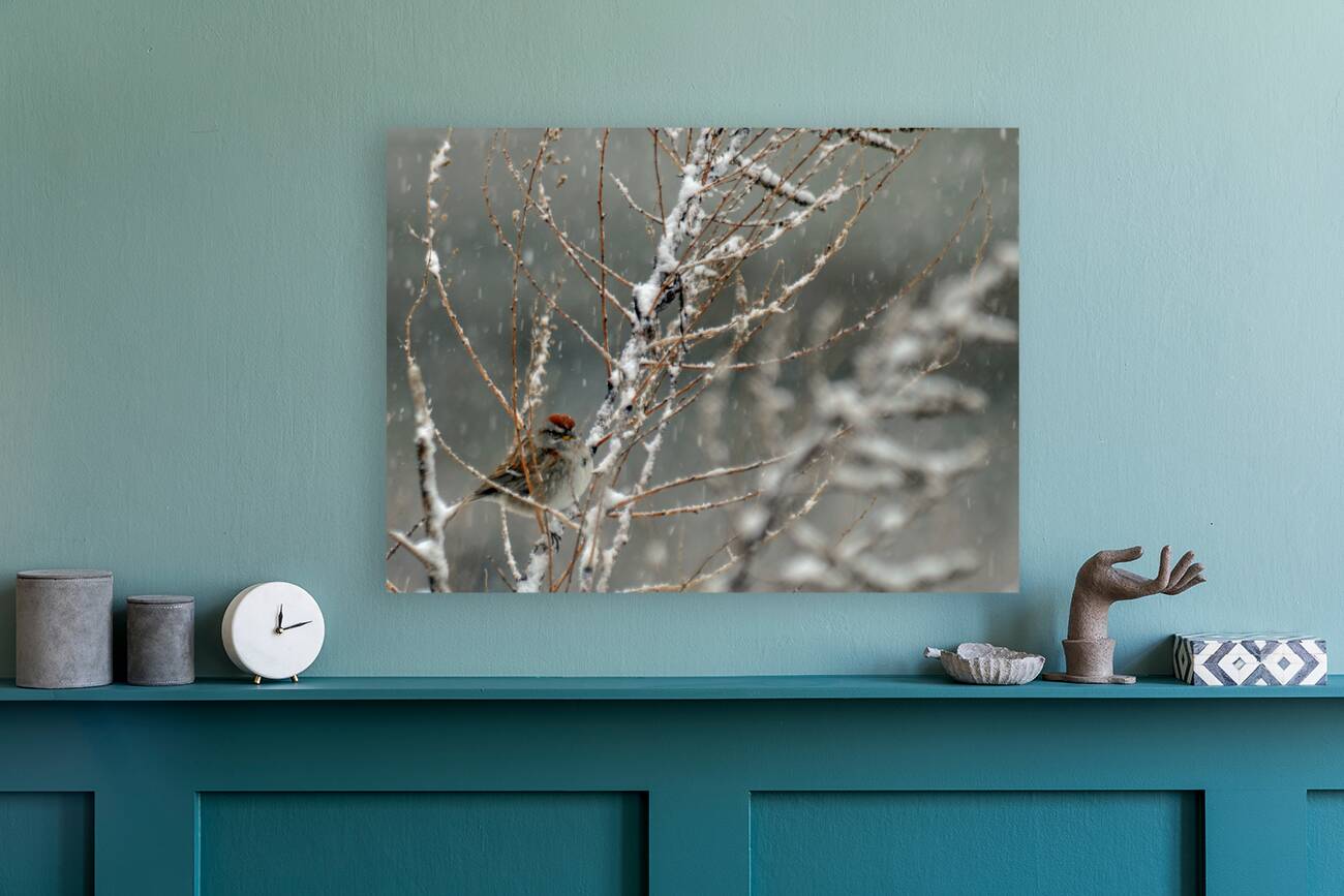  JBS9523 Reproduction