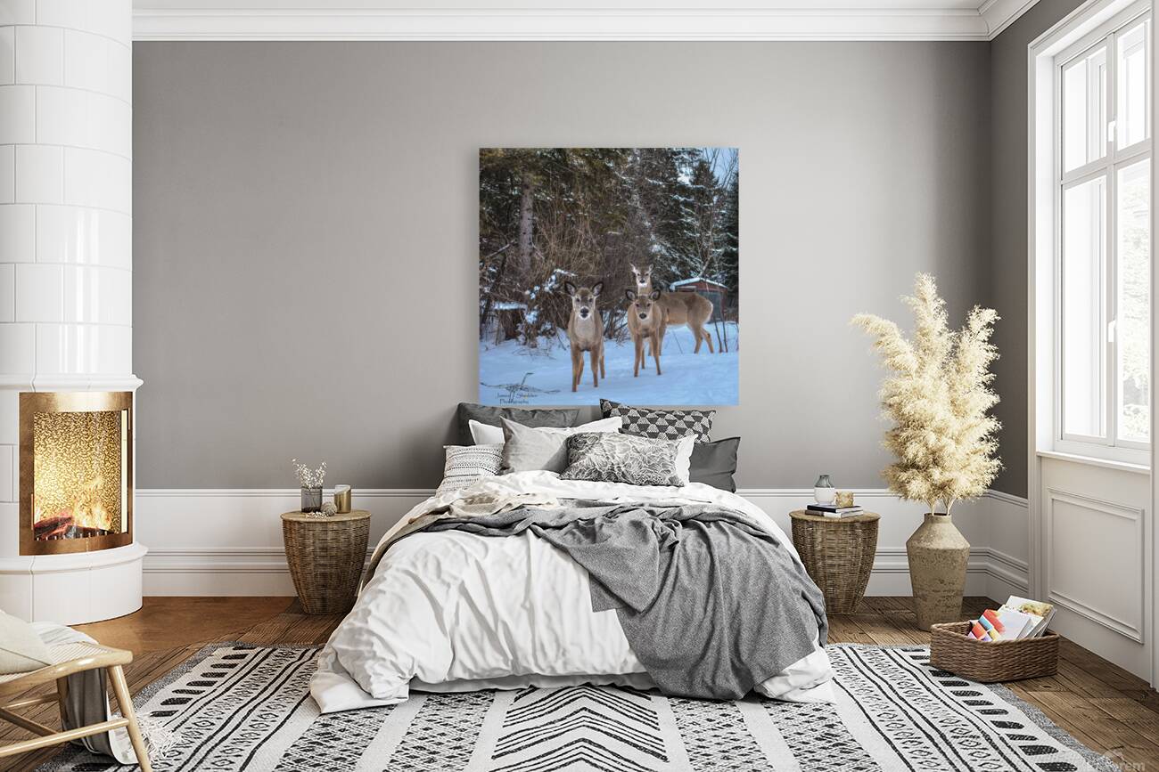 JBS 3117 2  Reproduction