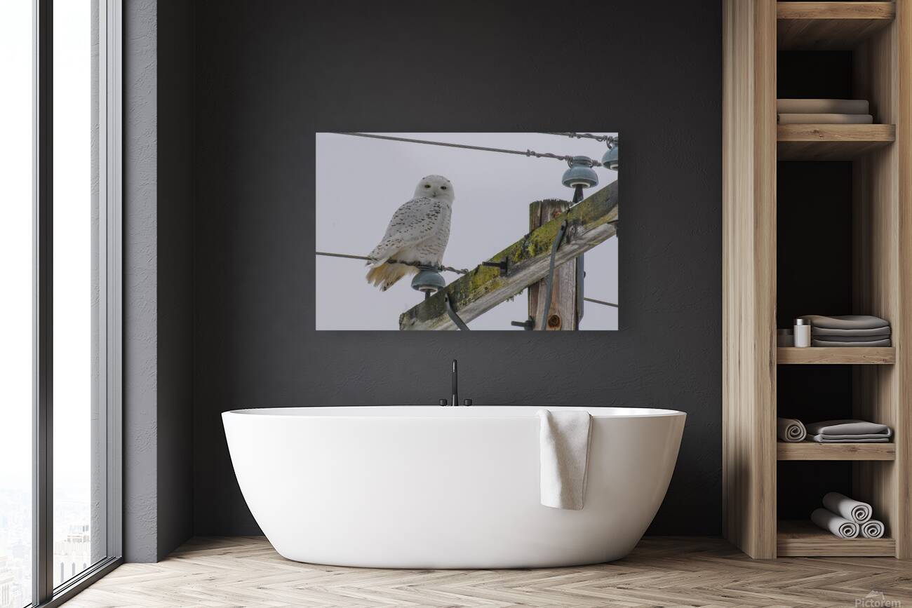 DSC 1879 Reproduction