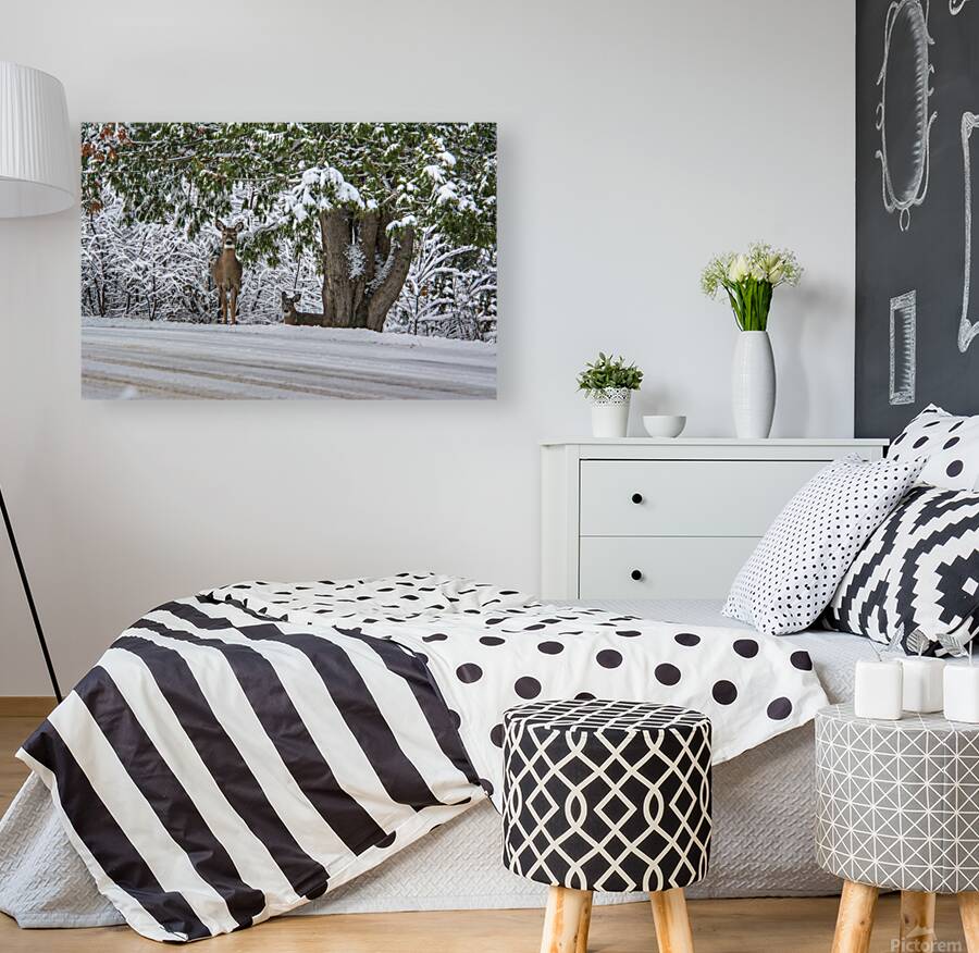 JBS 7888  Reproduction