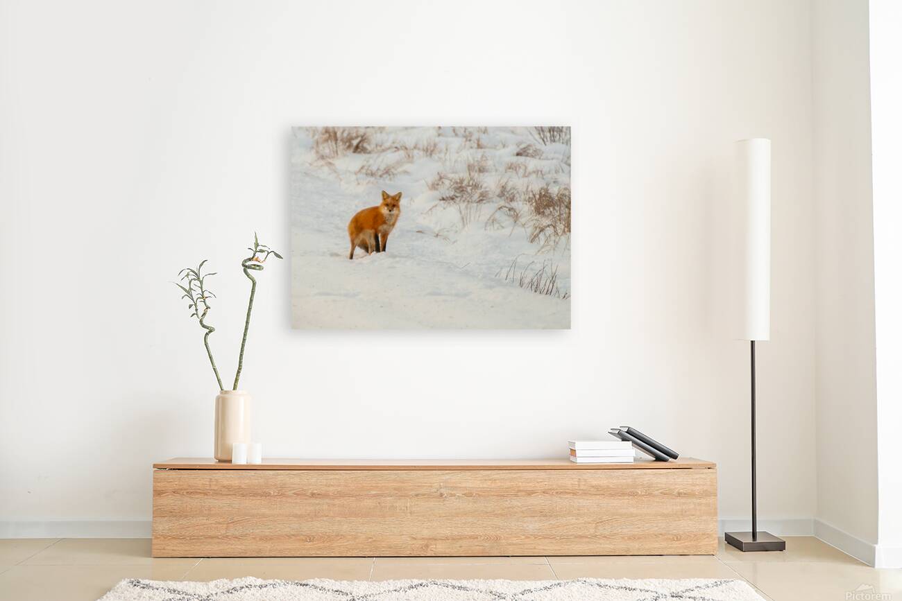 JBS 6354 Reproduction