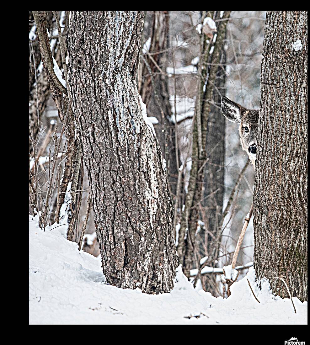 JBS 8855 Reproduction