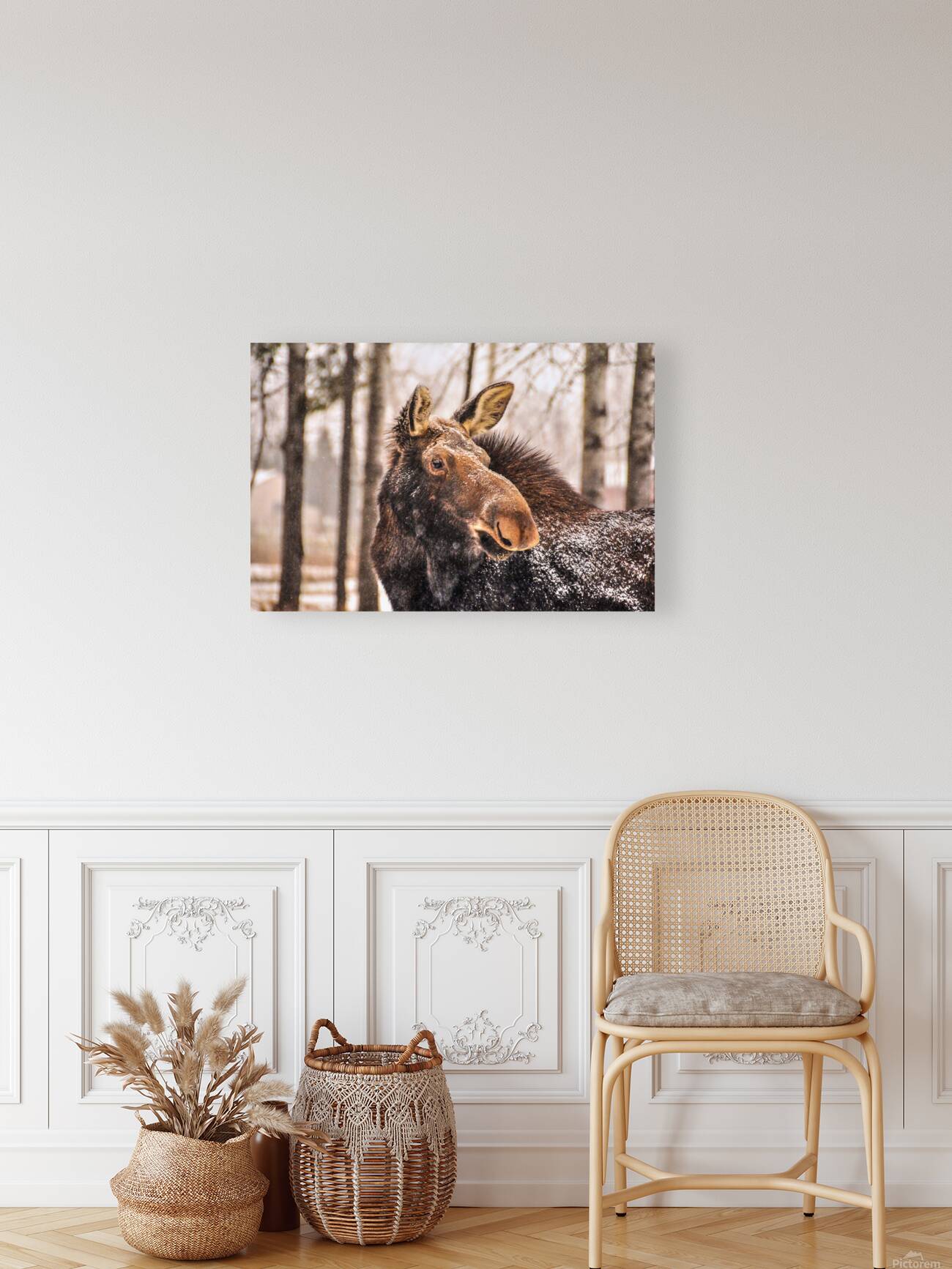 JBS 4894 Reproduction