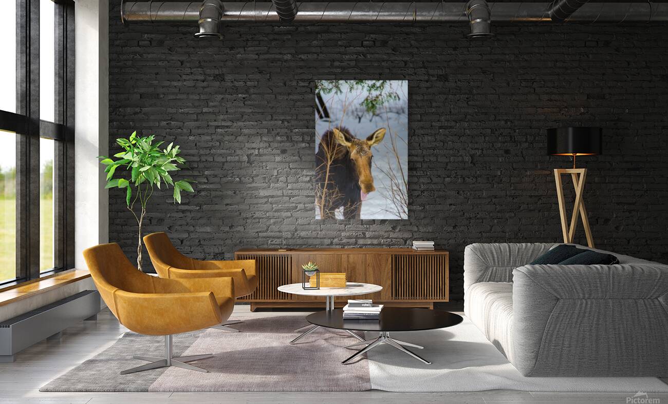 JBS 4767 Reproduction