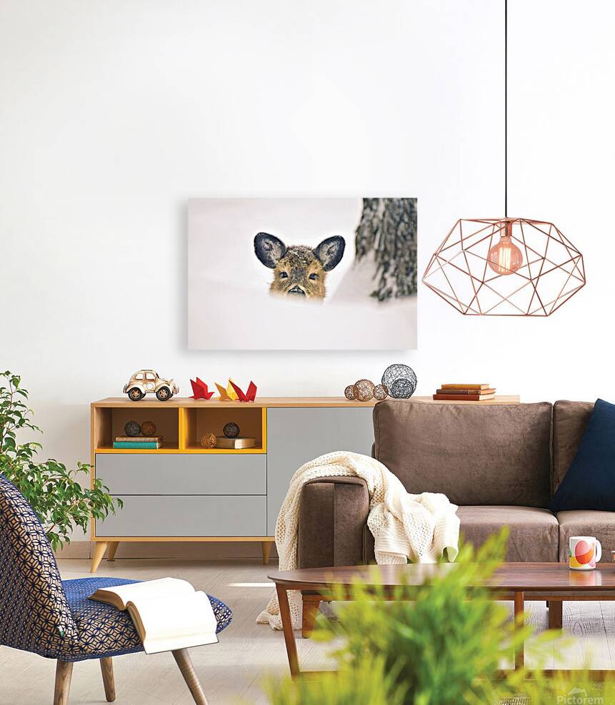 JBS 5691  Reproduction