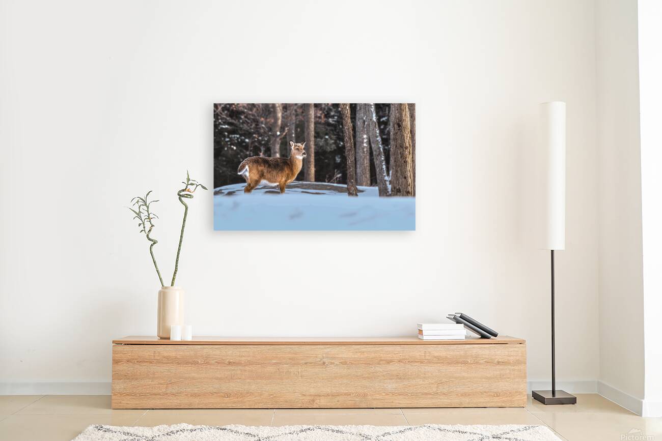 JBS 5494  Reproduction