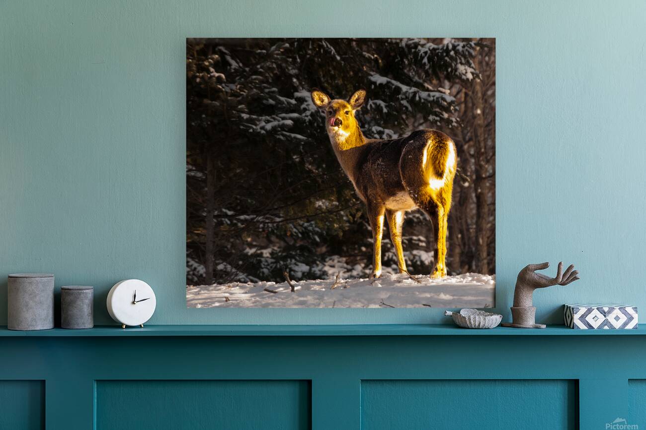 JBS 5478 Reproduction