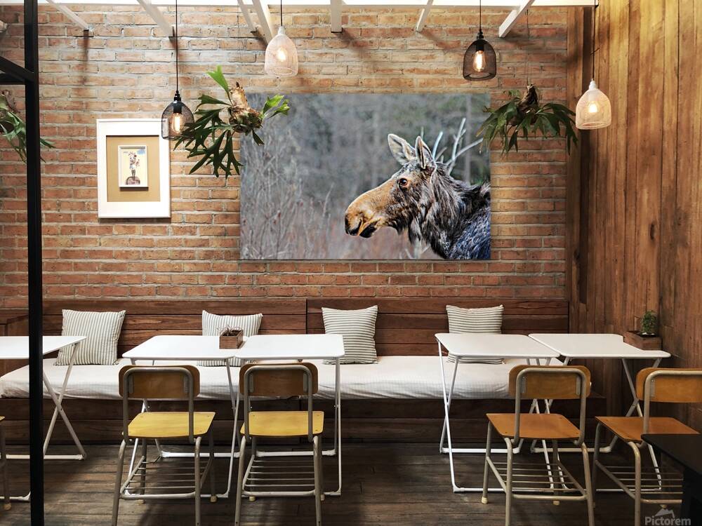 JBS 6219 Reproduction