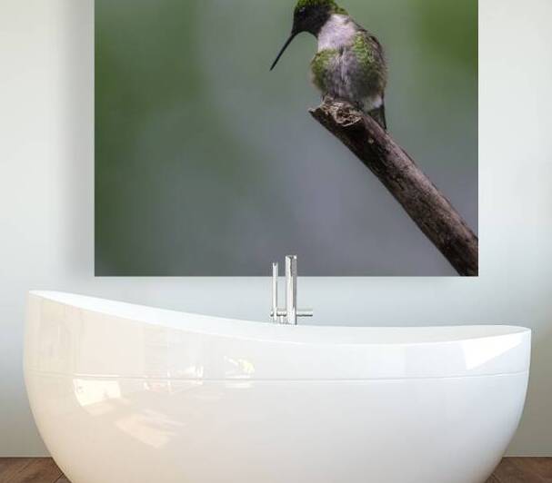 JBS 1233 by James Shedden Photography