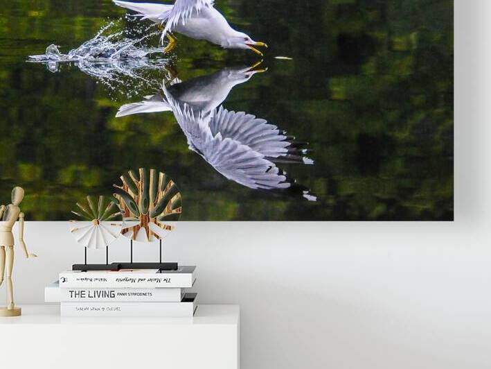 seagull  by James Shedden Photography