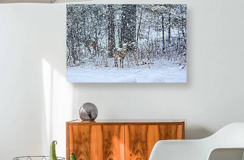 JBS 0383  by James Shedden Photography