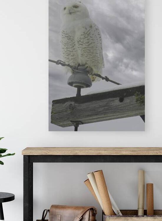 DSC 1902  by James Shedden Photography