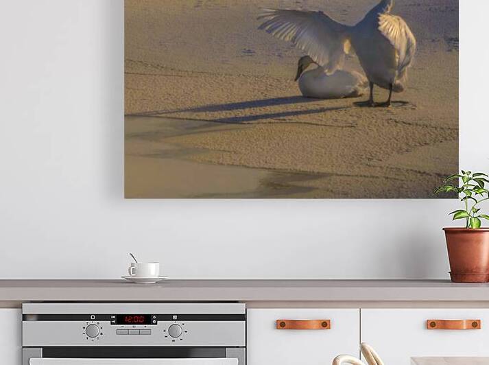 DSC 5806  by James Shedden Photography