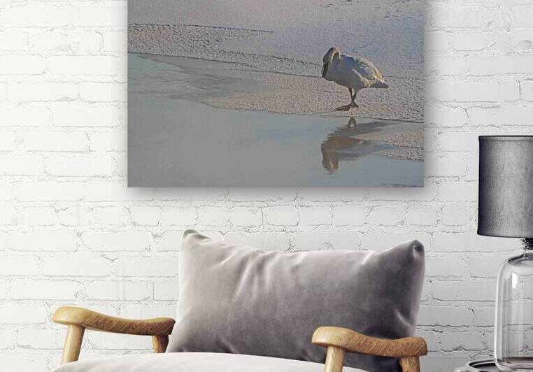 DSC 5823  by James Shedden Photography