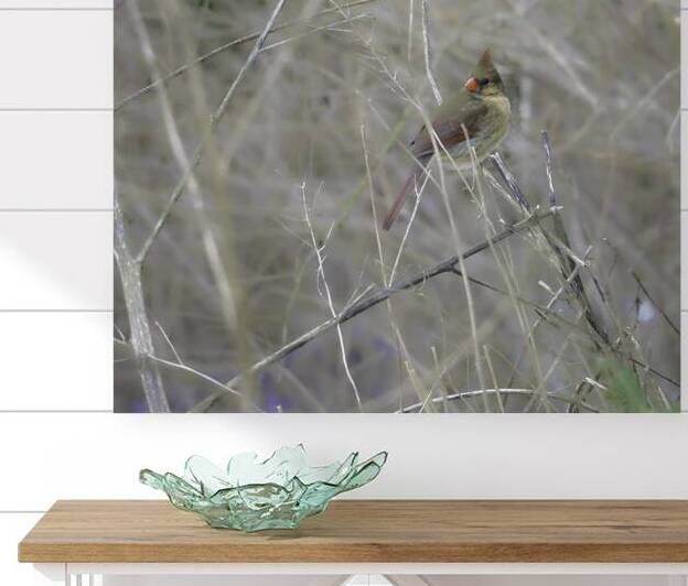 JBS 0660 by James Shedden Photography